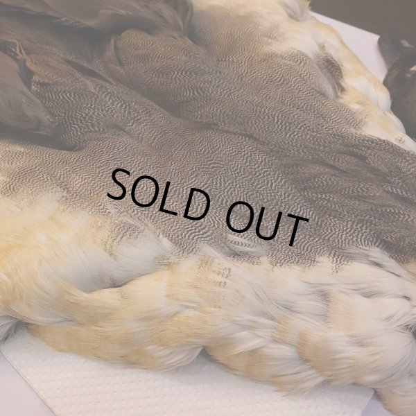 画像3: 【CANAL】ピンテール・コンプリート No.1 (3)