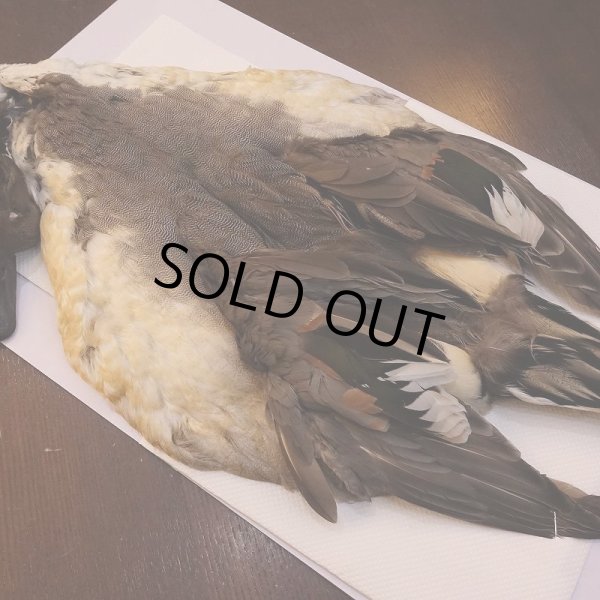 画像6: 【CANAL】ピンテール・コンプリート No.1 (6)