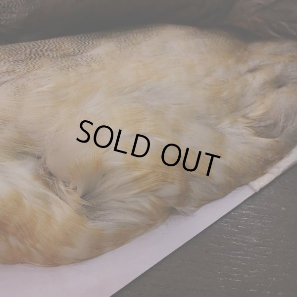 画像7: 【CANAL】ピンテール・コンプリート No.1 (7)