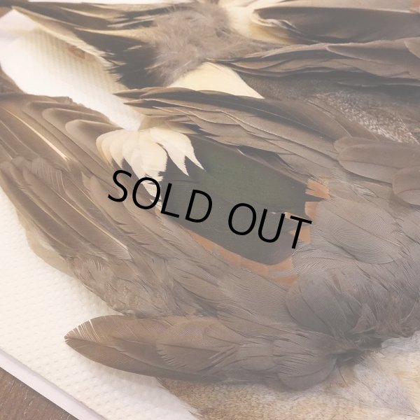 画像5: 【CANAL】ピンテール・コンプリート No.1 (5)