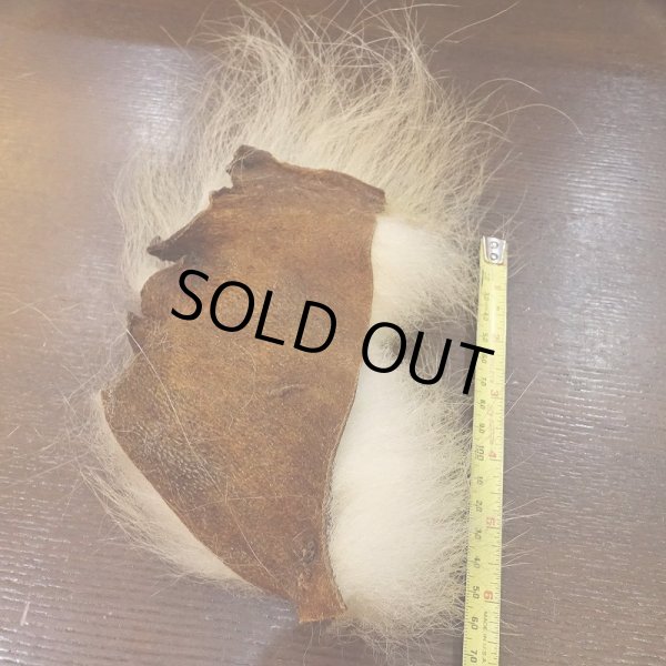 画像3: 【D】ポーラーベアー　ナチュラル　ラージカット 3 (3)