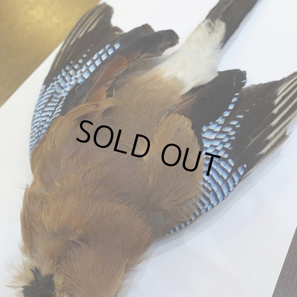 画像4: 【ANGLE】ブルージェイ コンプリート (4)