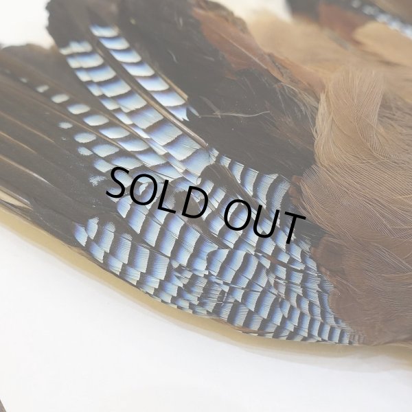 画像3: 【ANGLE】ブルージェイ コンプリート (3)