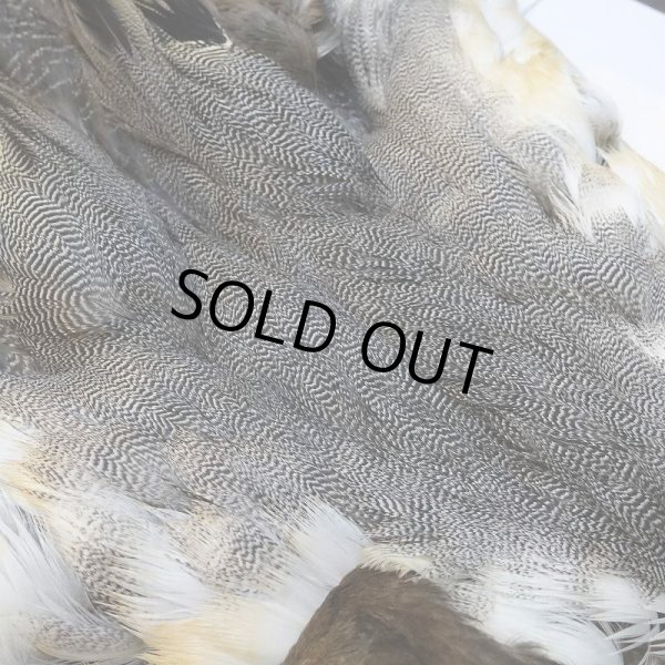 画像4: 【CANAL】ピンテール・コンプリート No.2 (4)