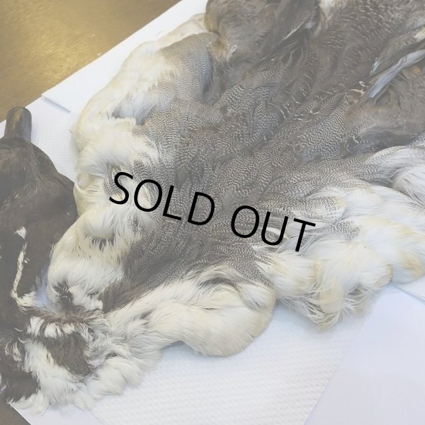 画像2: 【CANAL】ピンテール・コンプリート No.3 (2)