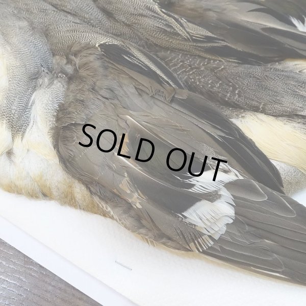 画像6: 【CANAL】ピンテール・コンプリート No.2 (6)