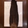 画像1: 【CANAL】PEAHEN TAIL (1)