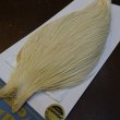 画像2: 【WHITING】High & Dry ROOSTER Cape - WHITE No.1 (2)