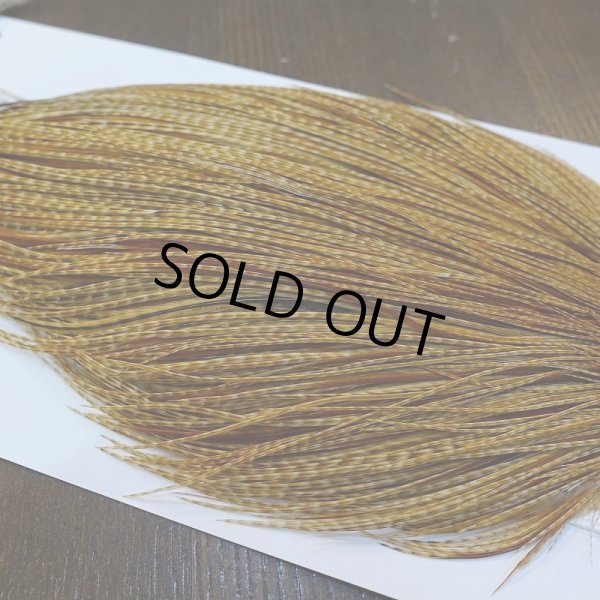 画像3: 【Whiting】ROOSTER CAPE Bronze Grade - BARRED DK GINGER No.1 (3)