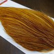 画像3: 【WHITING】ROOSTER Cape Bronze Grade - Medium Ginger No.3 (3)