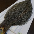 画像2: 【WHITING】High & Dry ROOSTER Cape - Grizzly Variant No.3 (2)