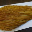 画像4: 【WHITING】ROOSTER Cape Bronze Grade - Medium Ginger No.2 (4)