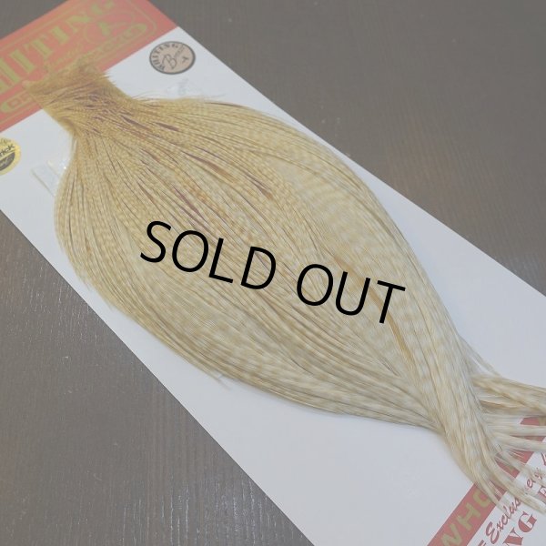 画像5: 【Whiting】ROOSTER CAPE Bronze Grade - BARRED MED GINGER No.2 (5)