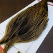 画像2: 【Whiting】ROOSTER CAPE Bronze Grade - GOLDEN BADGER No.1 (2)