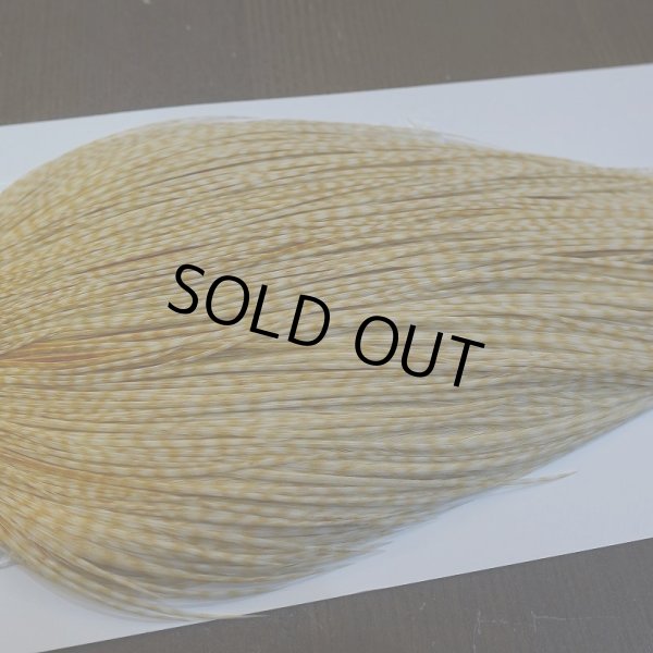 画像4: 【Whiting】ROOSTER CAPE Bronze Grade - BARRED MED GINGER No.1 (4)