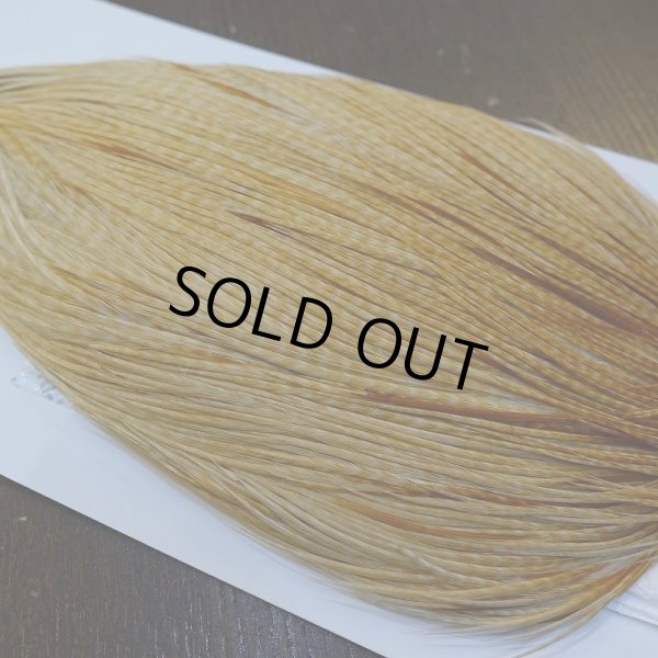 画像3: 【WHITING】ROOSTER Cape Pro Grade - Barred Medium Ginger No.4 (3)