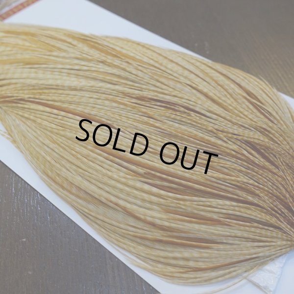 画像3: 【WHITING】ROOSTER Cape Pro Grade - Barred Medium Ginger No.2 (3)