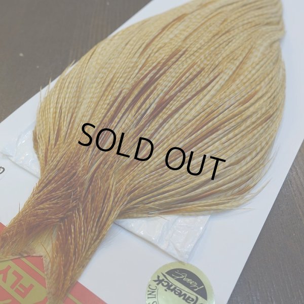 画像2: 【WHITING】ROOSTER Cape Pro Grade - Barred Medium Ginger No.3 (2)