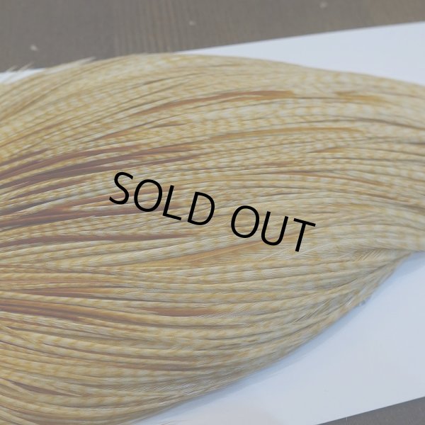 画像4: 【WHITING】ROOSTER Cape Pro Grade - Barred Medium Ginger No.3 (4)