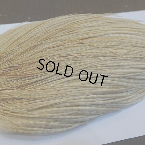 画像4: 【WHITING】ROOSTER Cape Pro Grade - Barred Medium Ginger No.1 (4)