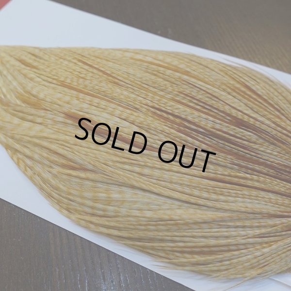 画像3: 【WHITING】ROOSTER Cape Pro Grade - Barred Medium Ginger No.3 (3)