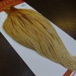 画像5: 【WHITING】ROOSTER Cape Pro Grade - Barred Medium Ginger No.3 (5)