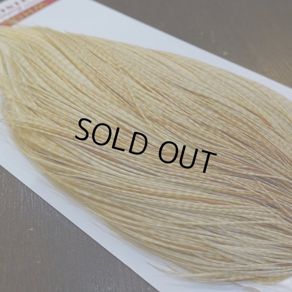 画像3: 【WHITING】ROOSTER Cape Pro Grade - Barred Medium Ginger No.1 (3)