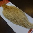 画像5: 【WHITING】ROOSTER Cape Pro Grade - Barred Medium Ginger No.1 (5)