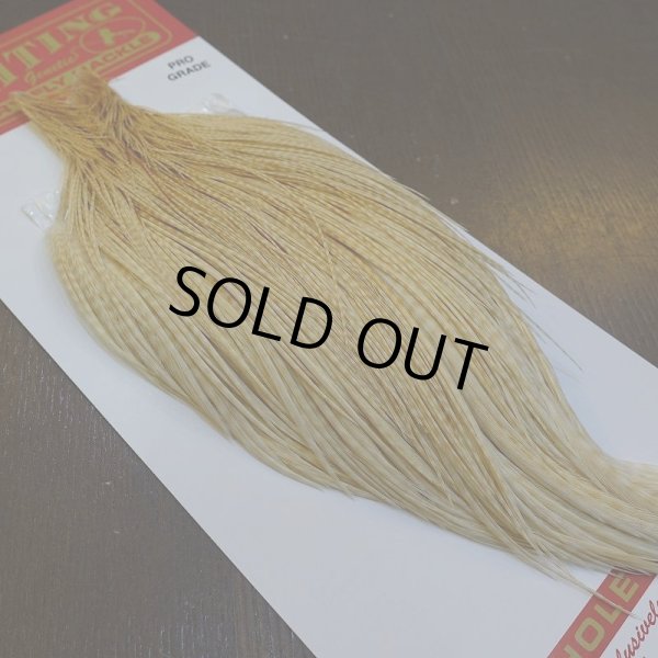 画像5: 【WHITING】ROOSTER Cape Pro Grade - Barred Medium Ginger No.1 (5)