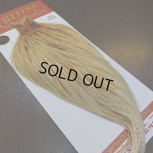 画像5: 【WHITING】ROOSTER Cape Pro Grade - Barred Medium Ginger No.2 (5)