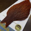 画像2: 【WHITING】High & Dry ROOSTER Cape - Dyed Grizzly Burnt Orange (2)