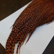 画像4: 【WHITING】High & Dry ROOSTER Cape - Dyed Grizzly Burnt Orange (4)