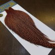 画像6: 【WHITING】High & Dry ROOSTER Cape - Dyed Grizzly Burnt Orange (6)