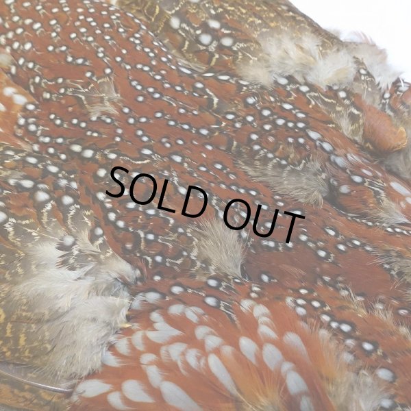 画像4: 【CANAL】Temminck's Tragopan コンプリート (4)