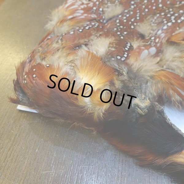 画像2: 【CANAL】Temminck's Tragopan コンプリート (2)