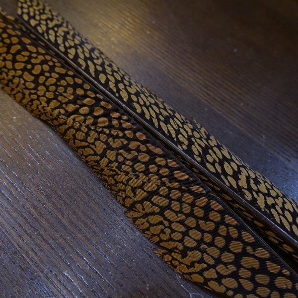 画像2: 【ANGLE】Golden Pheasant Tail Sサイズ (2)