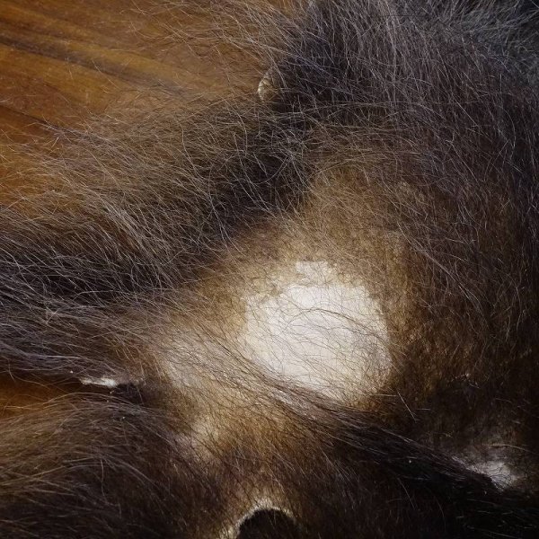 画像7: 【D】HIGUMA BELLY - No.4(ヒグマ)60*40cm (7)