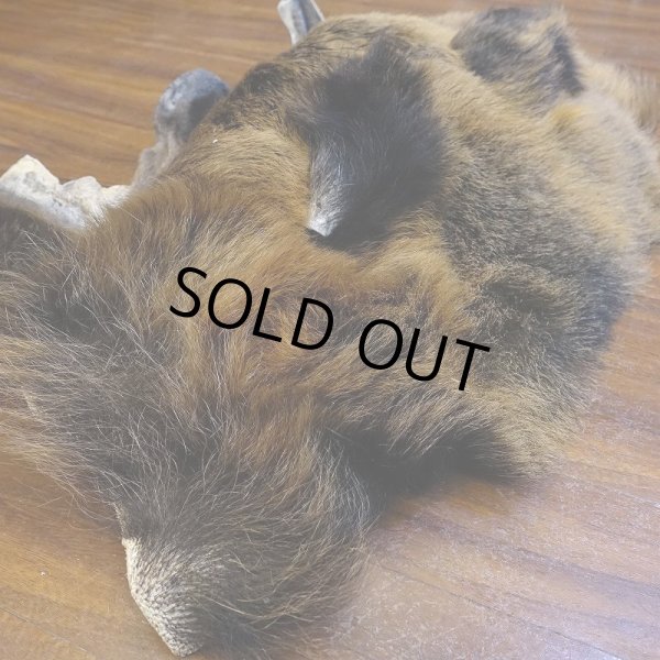 画像4: 【D】HIGUMA MASK（ヒグマ） (4)