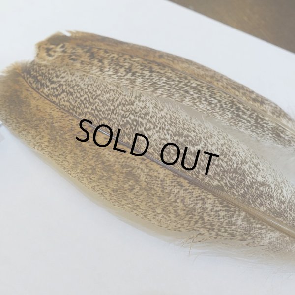 画像2: 【CANAL】ブラウン モトルド ターキークイル No.3グレード (2)