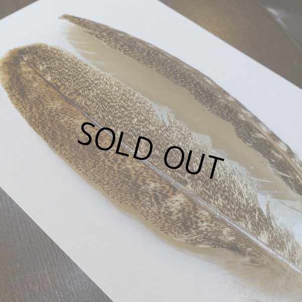 画像2: 【CANAL】モトルド ターキークイル SAグレード (2)