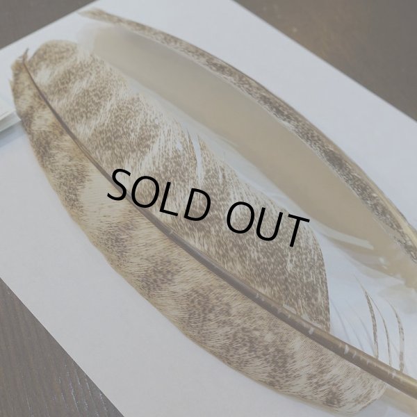 画像2: 【CANAL】ライト モトルド ターキークイル No.2グレード (2)