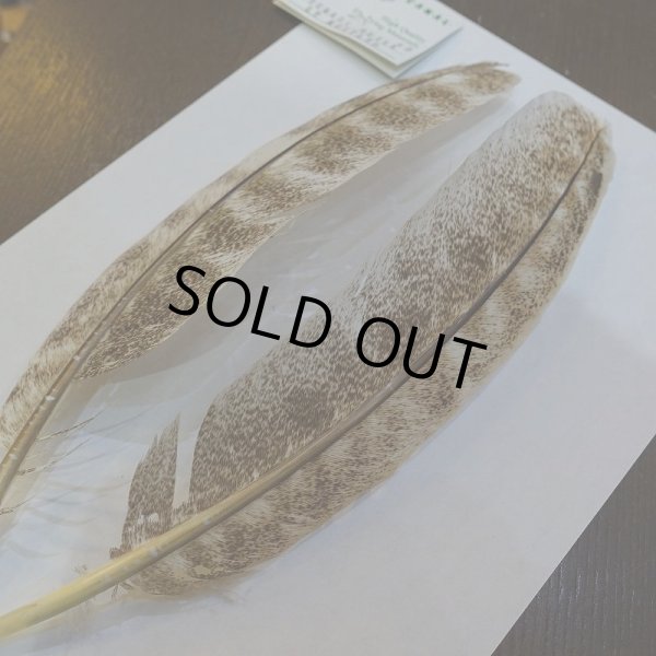 画像3: 【CANAL】ライト モトルド ターキークイル No.2グレード (3)