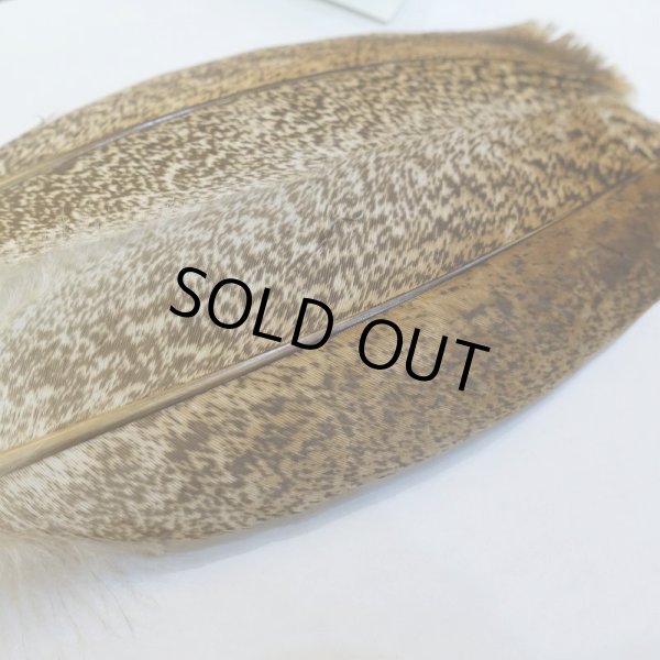 画像3: 【CANAL】ブラウン モトルド ターキークイル No.3グレード (3)