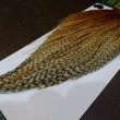 画像6: 【WHITING】Hebert ROOSTER CAPE Silver grade - Barred Medium Ginger (6)