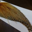 画像3: 【WHITING】Hebert ROOSTER CAPE Silver grade - Barred Medium Ginger (3)