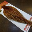 画像2: 【Whiting】ROOSTER CAPE Silver Grade - BARRED DK GINGER (2)