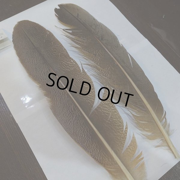 画像2: 【CANAL】Kori Bustard XL(スペックルドバスタード) No.2 (2)