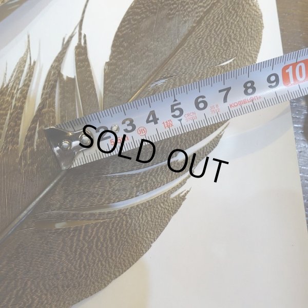 画像6: 【CANAL】Kori Bustard XL(スペックルドバスタード) No.2 (6)