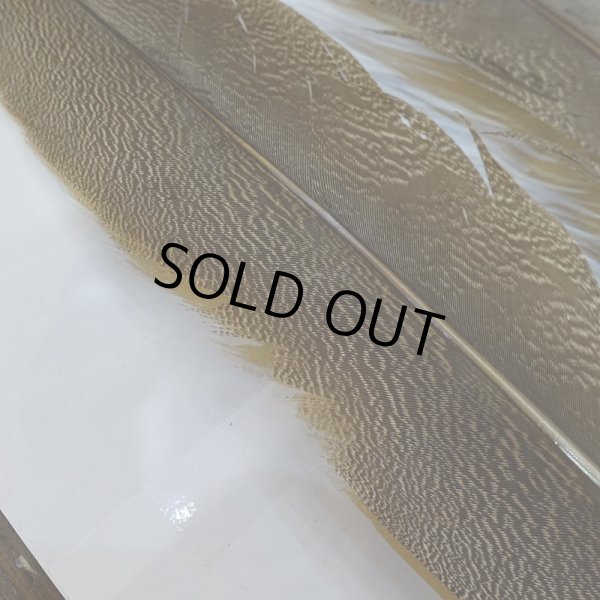 画像3: 【CANAL】Kori Bustard XL(スペックルドバスタード) No.2 (3)