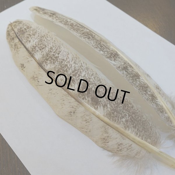 画像3: 【CANAL】ライトモトルド ターキークイル No.3グレード (3)